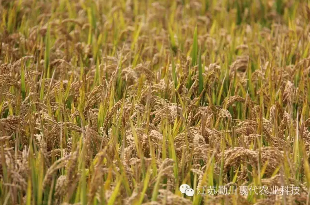 新米上市，搶購啦！